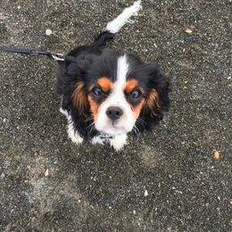 Cavalier King Charles Spaniel Puppies from Glenwood Cavaliers