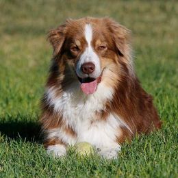 Australian Shepherd adult dog