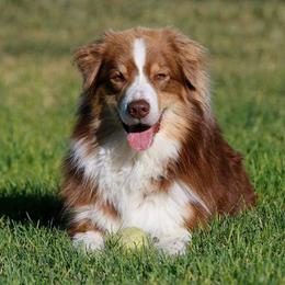 Australian Shepherd adult dog