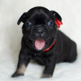 French Bulldog and Pembroke Welsh Corgi Puppies from Laurel Canyon Kennels