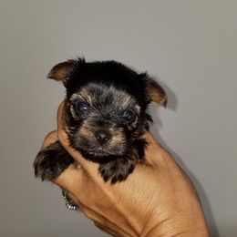 Yorkshire Terrier Puppies from Starlet Yorkies