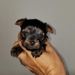 Yorkshire Terrier Puppies from Starlet Yorkies