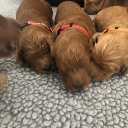 Goldendoodle Puppies from Sunkissed Doodles