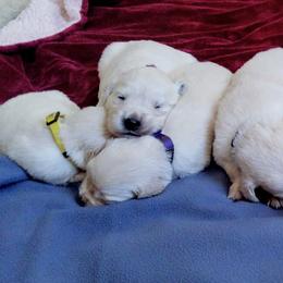 San Diego English Cream Golden Retrievers breeder of Golden Retriever