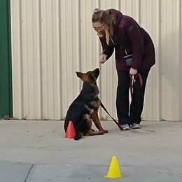 German Shepherd Puppies from Shield Kennels LLC