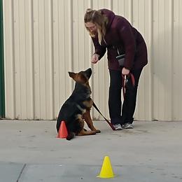 German Shepherd Puppies from Shield Kennels LLC