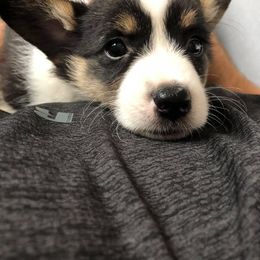 Pembroke Welsh Corgi Puppies from B&J Corgis