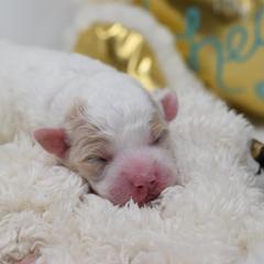 Border Collie and Bordoodle Puppies from Oregon Bordoodles