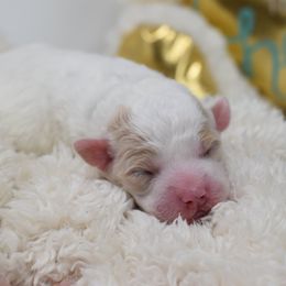 Border Collie and Bordoodle Puppies from Oregon Bordoodles