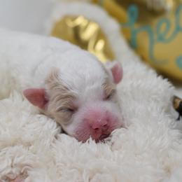 Border Collie and Bordoodle Puppies from Oregon Bordoodles