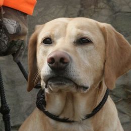 Labrador Retriever adult dog