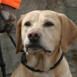 Labrador Retriever adult dog