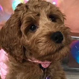 Australian Labradoodle Puppies from Lake Breeze Labradoodles