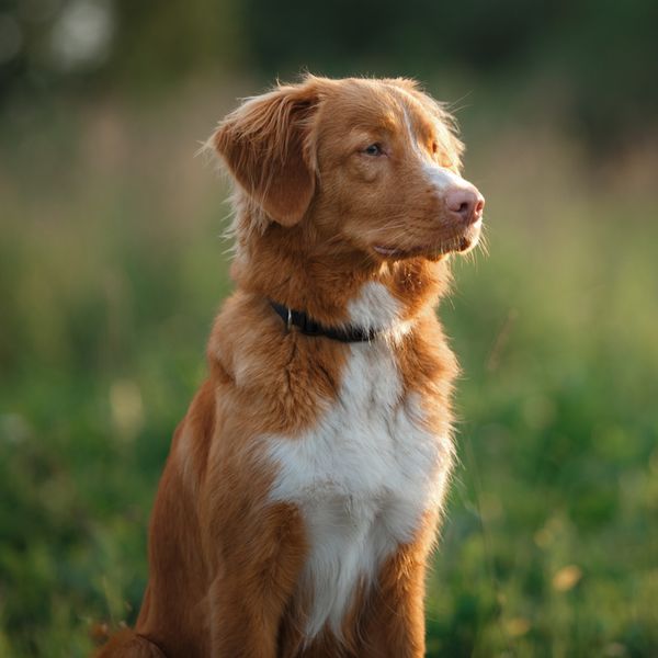 Nova Scotia Duck Tolling Retriever