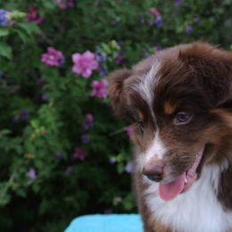 PreciousGem Minis breeder of Miniature American Shepherd