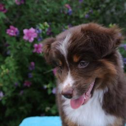 PreciousGem Minis breeder of Miniature American Shepherd