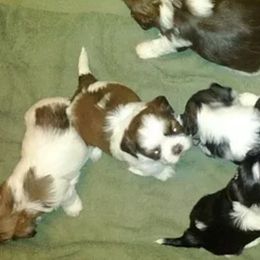 Shih Tzu Puppies from Jensen's Lil House of Demons