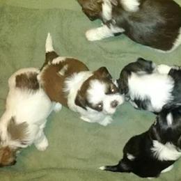 Shih Tzu Puppies from Jensen's Lil House of Demons