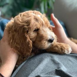 Goldendoodle Puppies from Sunnydoodle Utah