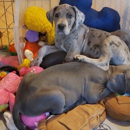 Bernese Mountain Dog and Great Dane Puppies from Stonebrook Gentle Giants
