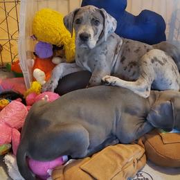 Bernese Mountain Dog and Great Dane Puppies from Stonebrook Gentle Giants