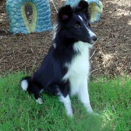 Shetland Sheepdog All Grown Up from Shalaine