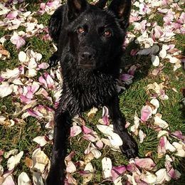 Azrael - German Shepherd