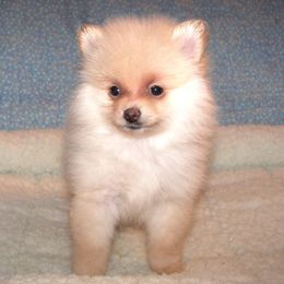 Pomeranian Puppies from DeMi Poms
