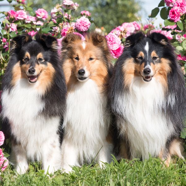 Shetland Sheepdog