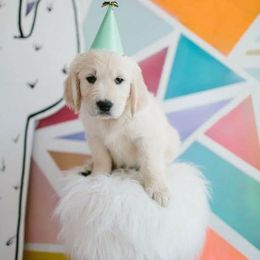 Dewbury Dream Goldens  breeder of Golden Retriever