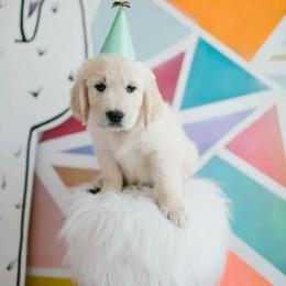 Dewbury Dream Goldens  breeder of Golden Retriever