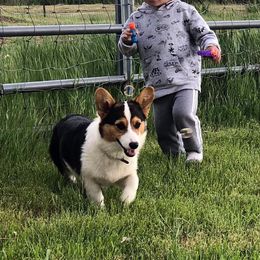 Pembroke Welsh Corgi Puppies from Walkabout's Pembroke Corgi's