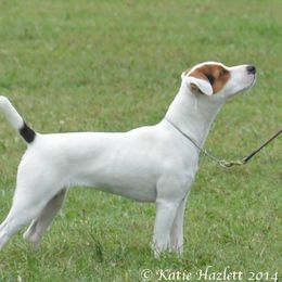 Desire - Jack Russell Terrier