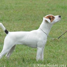 Desire - Jack Russell Terrier