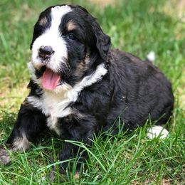 Blue Bell Bernedoodles breeder of Bernedoodle