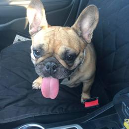 Porsche - French Bulldog
