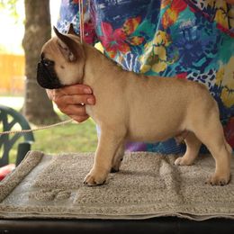 French Bulldog Puppies from Le Petite Lion