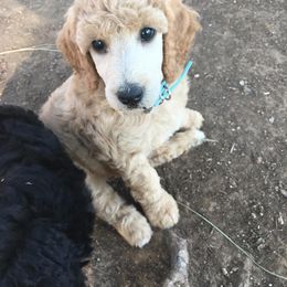 Poodle Puppies from Pleasant Valley Standards