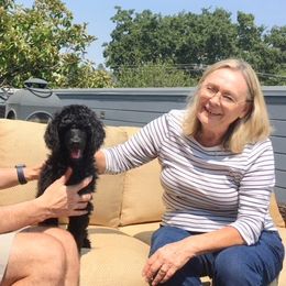Poodle Puppies from Cabernet Standard Poodles