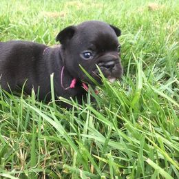 French Bulldog Puppies from Cedar Croft Kennel