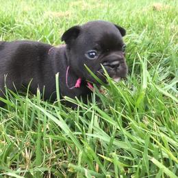 French Bulldog Puppies from Cedar Croft Kennel