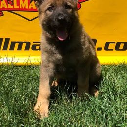 German Shepherd Puppies from Fallamhain German Shepherds
