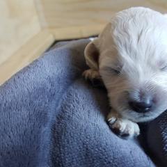 Bear Lake Bearded Retrievers breeder of Goldendoodle