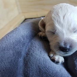 Bear Lake Bearded Retrievers breeder of Goldendoodle