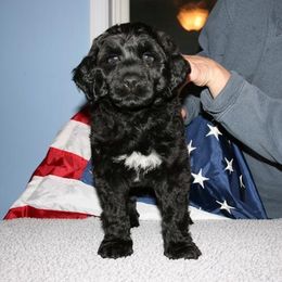 Portuguese Water Dog Puppies from Saltydawg PWDs