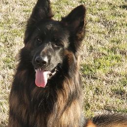 German Shepherd All Grown Up from Haus of Vu von Sven