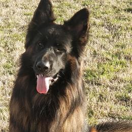 German Shepherd All Grown Up from Haus of Vu von Sven