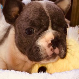 French Bulldog Puppies from Monarchy's Finest French Bulldogs