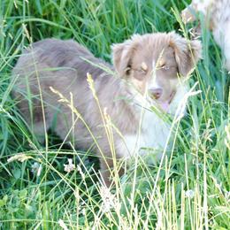 Australian Shepherd Puppies from Platinum Edition