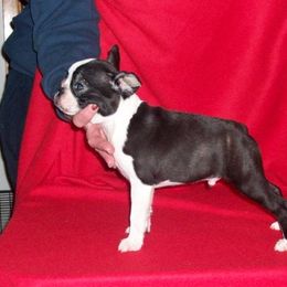Boston Terrier Puppies from Deja-Vu Bostons